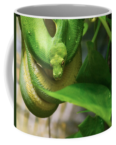 Green Coffee Mug featuring the photograph Handsome Green Python by Douglas Barnett