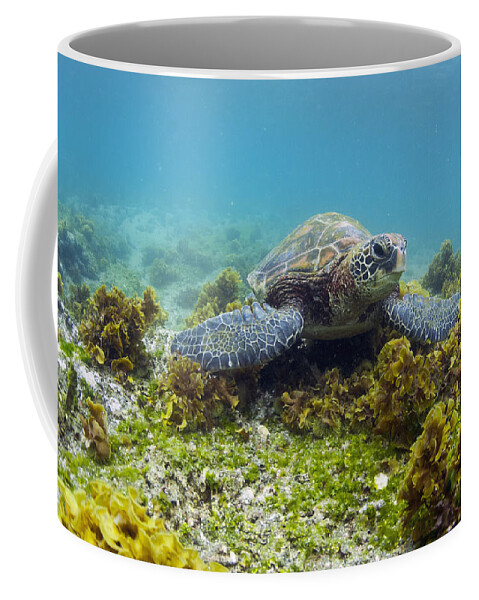 536796 Coffee Mug featuring the photograph Green Sea Turtle Galapagos Islands #1 by Tui De Roy