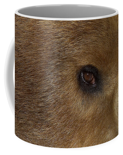 Feb0514 Coffee Mug featuring the photograph Grizzly Bear Portrait #1 by San Diego Zoo
