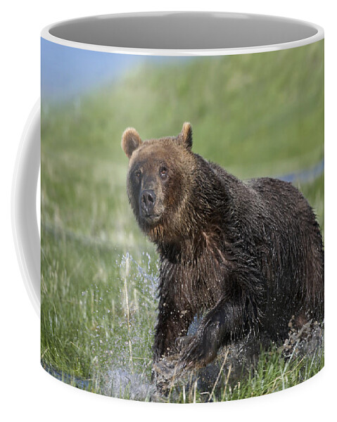 Feb0514 Coffee Mug featuring the photograph Grizzly Bear Running Through Water #1 by Tim Fitzharris