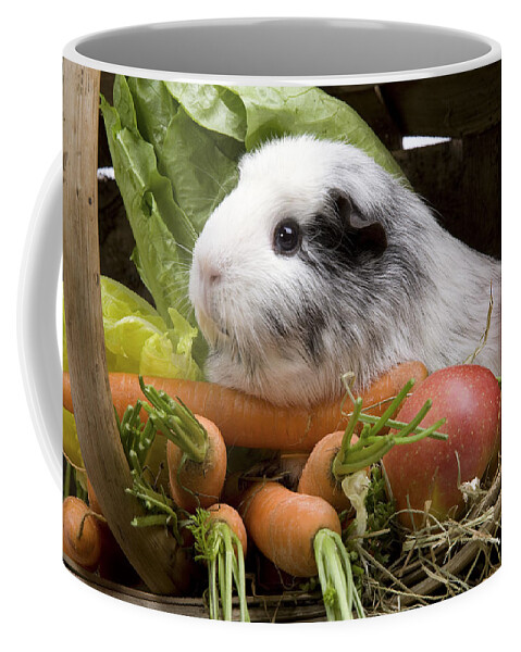 Guinea Pig Coffee Mug featuring the photograph Guinea Pig #1 by Jean-Michel Labat