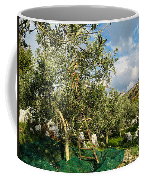 Olive Tree Coffee Mug featuring the photograph Harvest Day #1 by Dany Lison