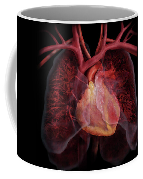 3d Visualization Coffee Mug featuring the photograph Heart And Pulmonary Circulatory System #1 by Anatomical Travelogue