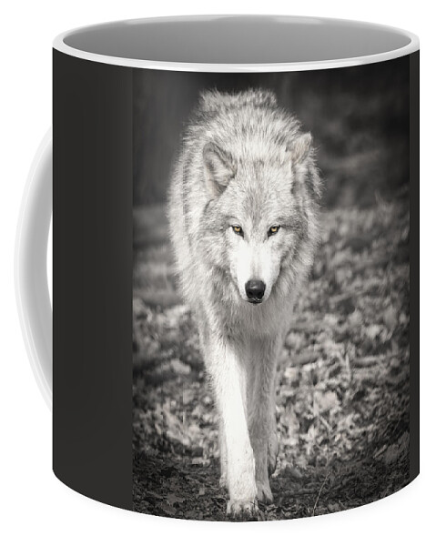 Adult Grey Wolf Coffee Mug featuring the photograph Here's Looking At You #1 by Thomas Young