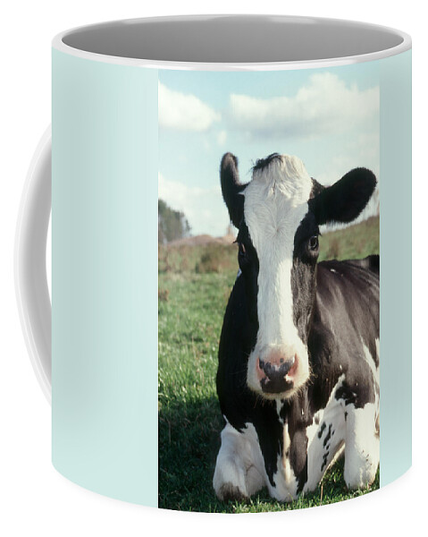 Agriculture Coffee Mug featuring the photograph Holstein Cow At Rest #1 by Bonnie Sue Rauch