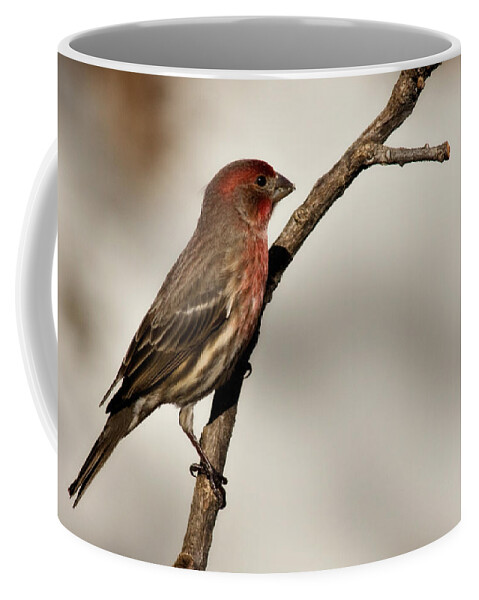 carpodacus Mexicanus Coffee Mug featuring the photograph House Finch #1 by Lana Trussell