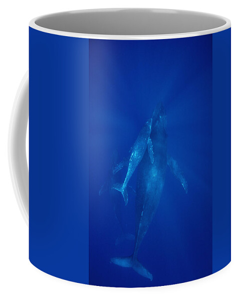 Feb0514 Coffee Mug featuring the photograph Humpback Whale Cow Calf And Male Escort by Flip Nicklin