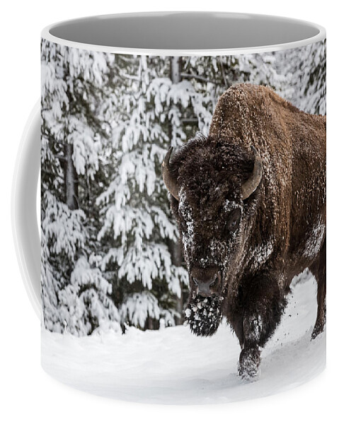 Bison Coffee Mug featuring the photograph Impervious #1 by Sandy Sisti