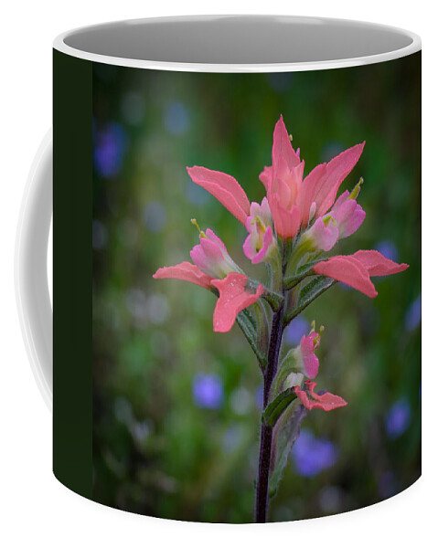 Indian Paintbrush Coffee Mug featuring the photograph Indian Paintbrush by James Barber