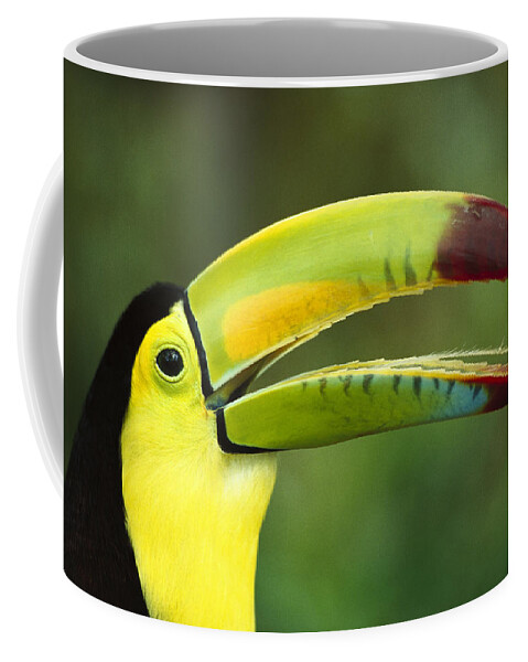 Feb0514 Coffee Mug featuring the photograph Keel-billed Toucan #1 by Gerry Ellis