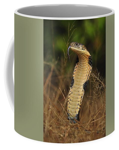 Thomas Marent Coffee Mug featuring the photograph King Cobra Agumbe Rainforest India #1 by Thomas Marent