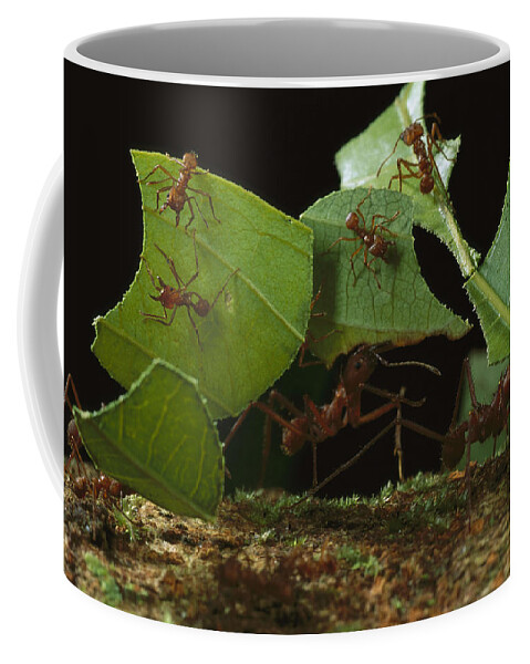 Feb0514 Coffee Mug featuring the photograph Leafcutter Ants Carrying Leaves French #1 by Mark Moffett