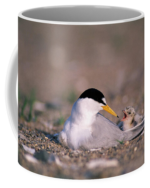 Bird Coffee Mug featuring the photograph Least Tern #1 by Paul J. Fusco