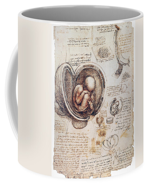 1510 Coffee Mug featuring the photograph Leonardo: Human Fetus #1 by Granger