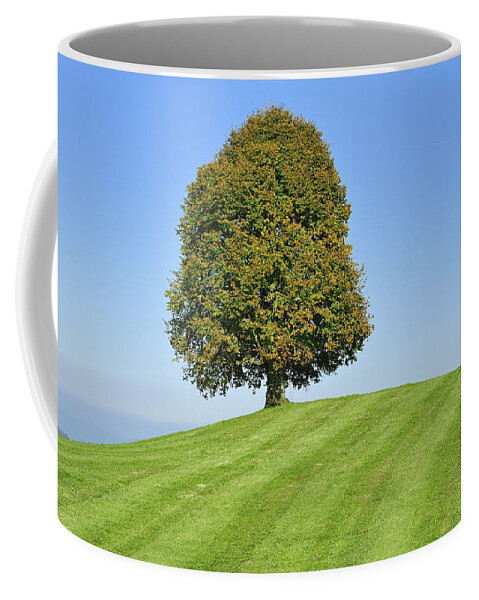 Feb0514 Coffee Mug featuring the photograph Lime Tree Zug Switzerland #1 by Thomas Marent