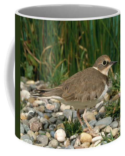 Plover Coffee Mug featuring the photograph Little Ringed Plover by Hans Reinhard
