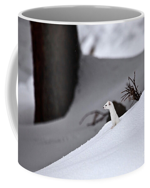 Nature Coffee Mug featuring the photograph Long-tailed Weasel In Winter #2 by Greg Dimijian