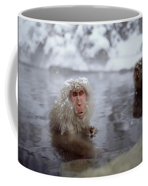 Animal Coffee Mug featuring the photograph Macaques In A Hot Spring #1 by Akira Uchiyama