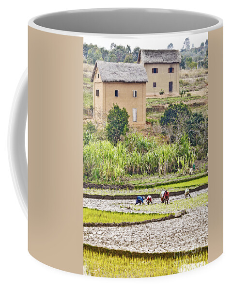 Madagascar Coffee Mug featuring the photograph Madagascan Paddyfield #2 by Liz Leyden