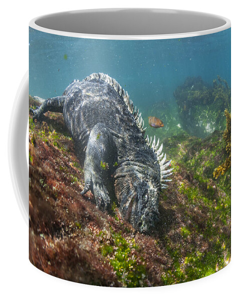 Tui De Roy Coffee Mug featuring the photograph Marine Iguana Feeding On Algae Punta #1 by Tui De Roy