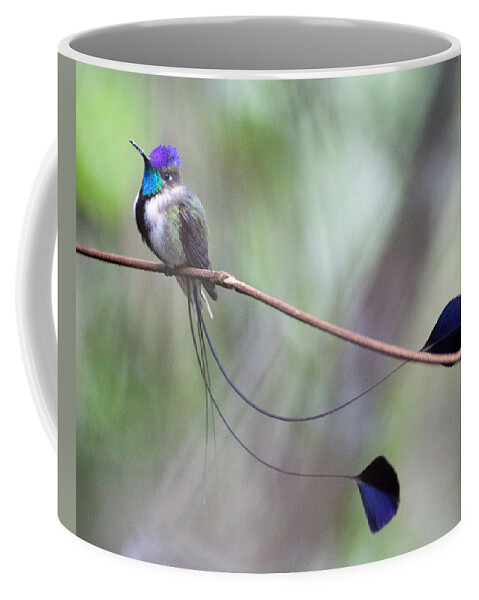 Peru Coffee Mug featuring the photograph Marvelous Spatuletail #1 by Max Waugh