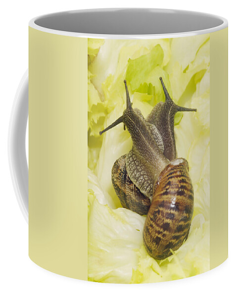 Garden Snail Coffee Mug featuring the photograph Mating Garden Snails #1 by Jean-Michel Labat
