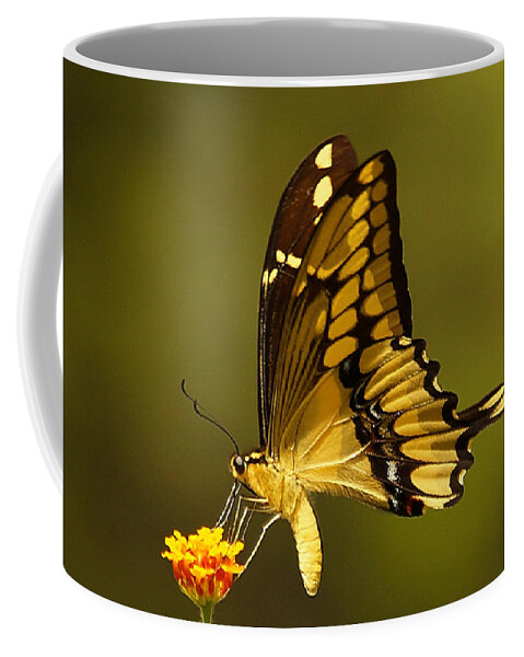 Insect Coffee Mug featuring the photograph Momentary Reflection by Blair Wainman