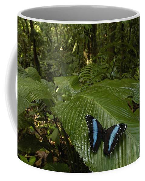 Feb0514 Coffee Mug featuring the photograph Morpho Butterfly In Rainforest Ecuador #1 by Pete Oxford