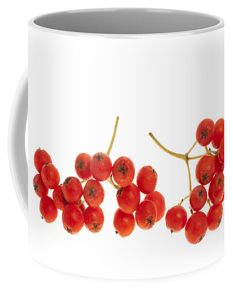 Berries Coffee Mug featuring the photograph Mountain ash berries 2 by Elena Elisseeva