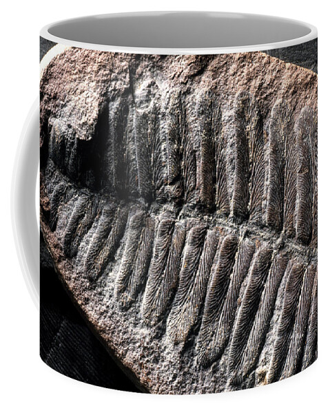 Ancient Coffee Mug featuring the photograph Neuropteris Fossil by Theodore Clutter