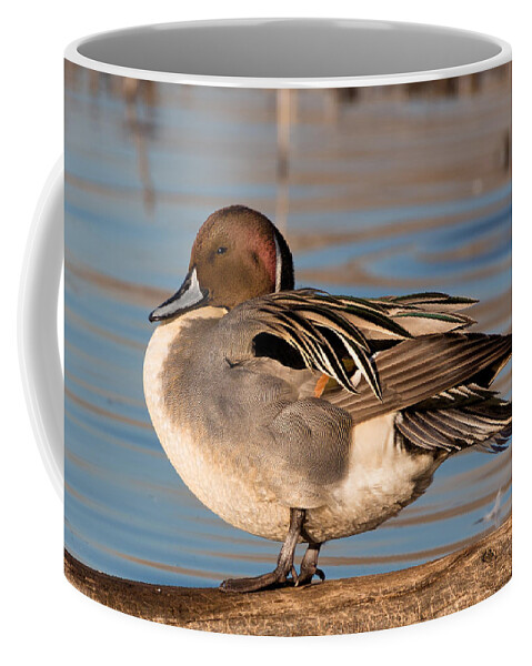Northern Coffee Mug featuring the photograph Northern Pintail Drake #2 by Kathleen Bishop