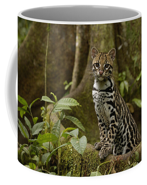 Feb0514 Coffee Mug featuring the photograph Ocelot On Buttress Root Amazonian #1 by Pete Oxford