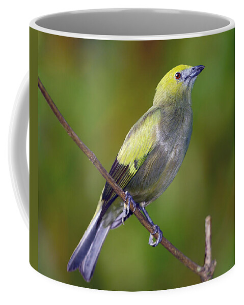 Palm Tanager Coffee Mug featuring the photograph Palm Tanager #2 by Tony Beck