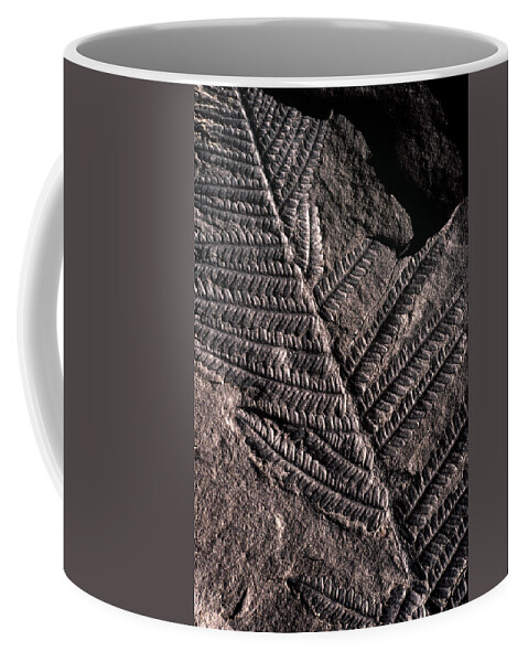 Ancient Coffee Mug featuring the photograph Pecopteris Fossil #1 by Theodore Clutter