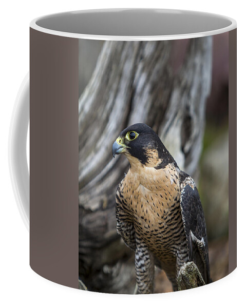 Aerial Coffee Mug featuring the photograph Peregrine Falcon #1 by Jack R Perry