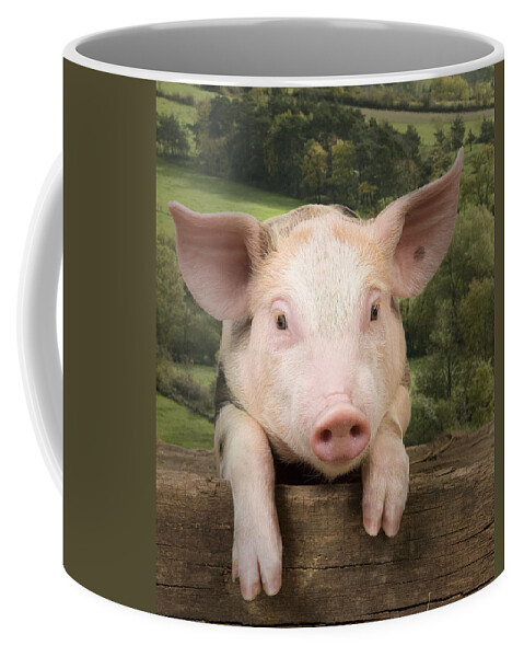 Pig Coffee Mug featuring the photograph Pig On Fence #1 by Jean-Michel Labat