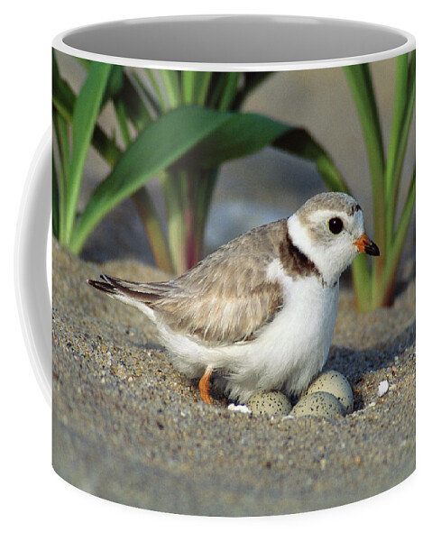 Mp Coffee Mug featuring the photograph Piping Plover Charadrius Melodus by Tom Vezo