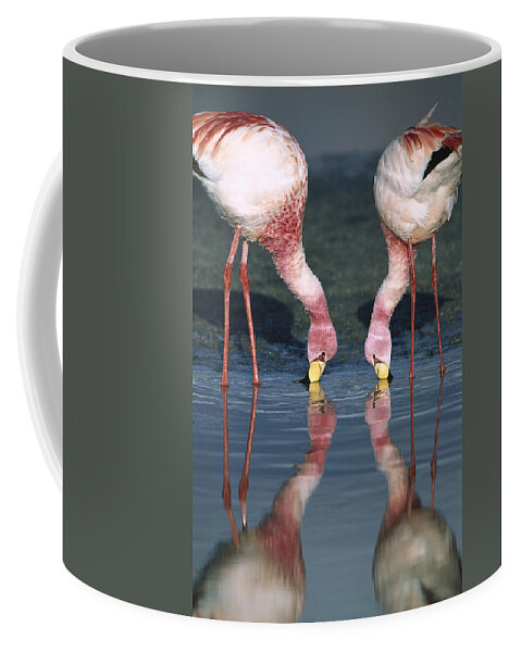 Feb0514 Coffee Mug featuring the photograph Puna Flamingo Feeding In Laguna #1 by Tui De Roy