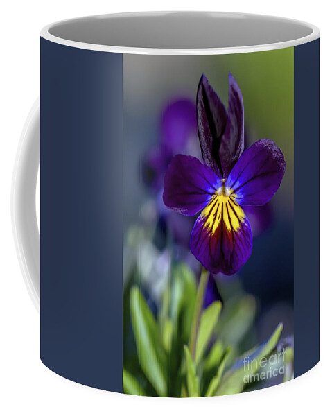 Purple Viola Coffee Mug featuring the photograph Purple Viola #1 by Sharon Talson