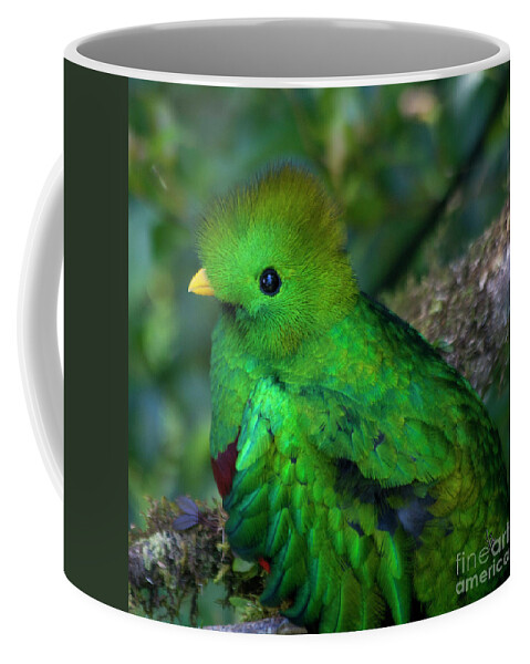 Bird Coffee Mug featuring the photograph Quetzal #3 by Heiko Koehrer-Wagner