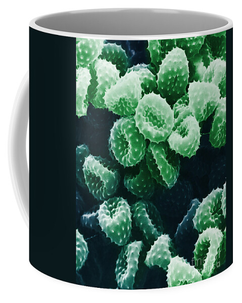 Allergen Coffee Mug featuring the photograph Ragweed Pollen Sem #1 by David M. Phillips / The Population Council