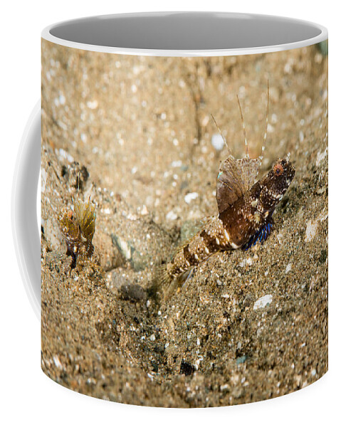 Rayed Shrimpgoby Coffee Mug featuring the photograph Rayed Shrimpgoby #1 by Andrew J. Martinez