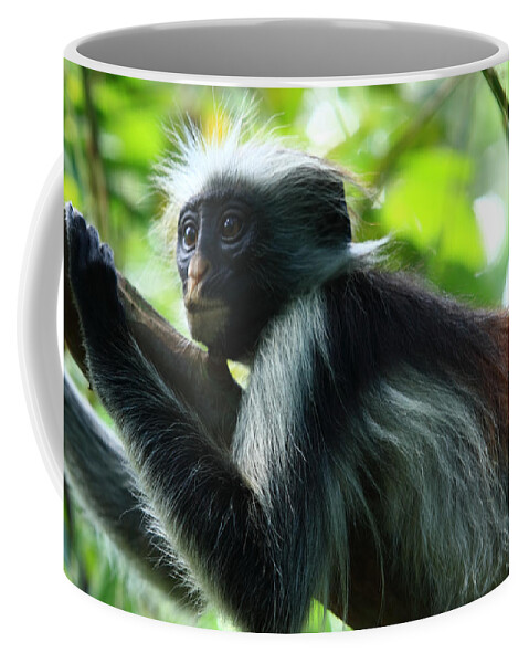 Red Colobus Monkey Coffee Mug featuring the photograph Red Colobus Monkey #1 by Aidan Moran