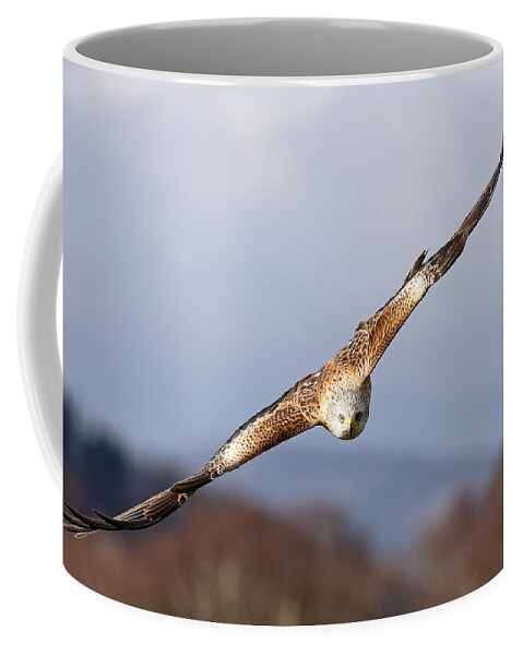  Flying Bird Coffee Mug featuring the photograph Red Kite Soaring by Grant Glendinning