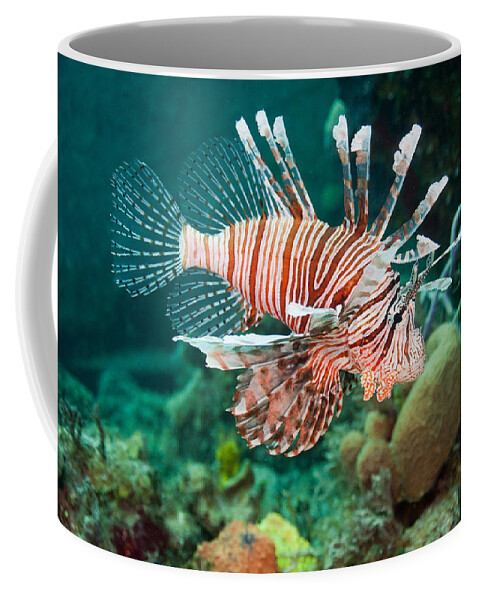 Atlantic Coffee Mug featuring the photograph Red Lionfish #1 by Andrew J. Martinez