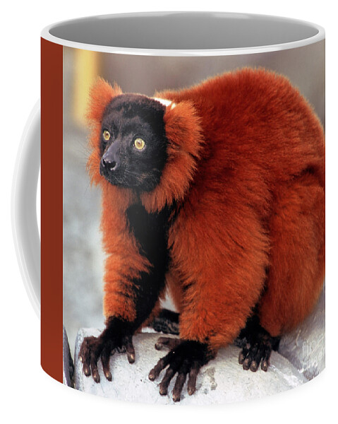 Lemur Coffee Mug featuring the photograph Red-ruffed Lemur #1 by Millard H. Sharp