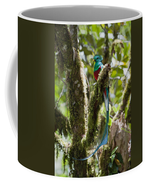 Feb0514 Coffee Mug featuring the photograph Resplendent Quetzal Male Costa Rica by Konrad Wothe