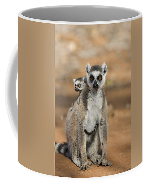 Feb0514 Coffee Mug featuring the photograph Ring-tailed Lemur And Baby Madagascar #1 by Suzi Eszterhas