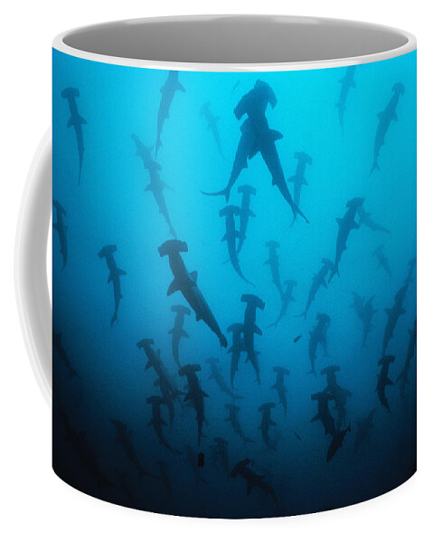 Underwater Coffee Mug featuring the photograph Scalloped Hammerhead Shark #3 by Jeff Rotman