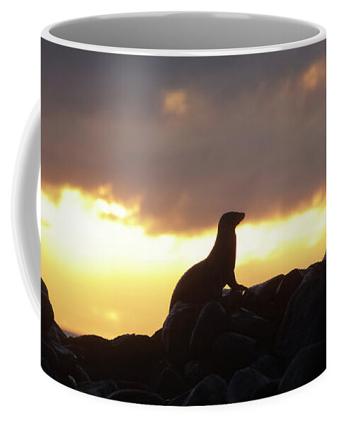 Sunset Coffee Mug featuring the photograph Sea Lion On Rocky Promontory #1 by Chris Caldicott